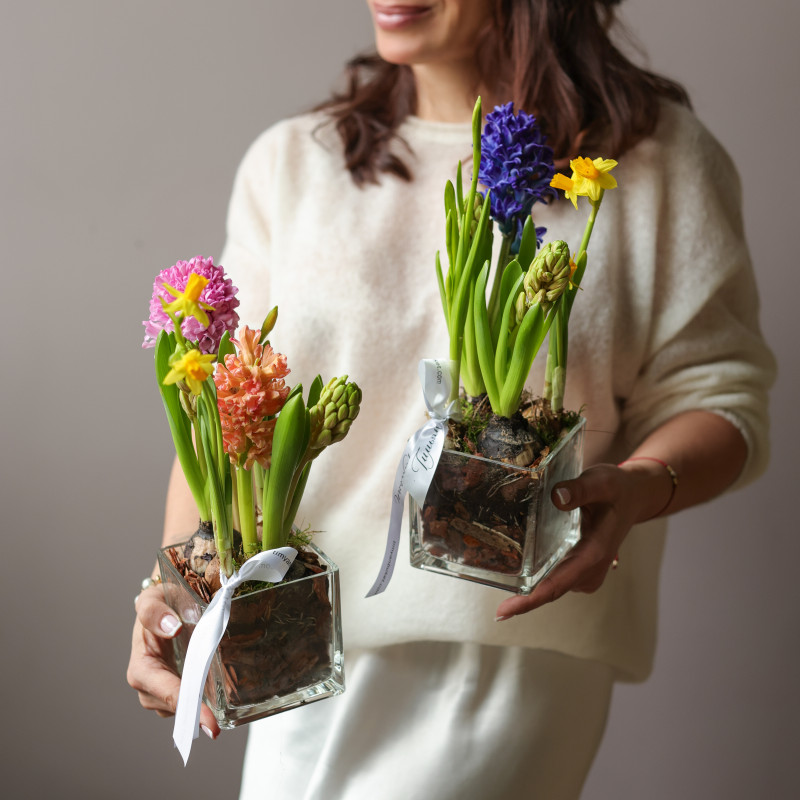 4 шт Мини-садик 10х10 с гиацинтами и мини нарциссами