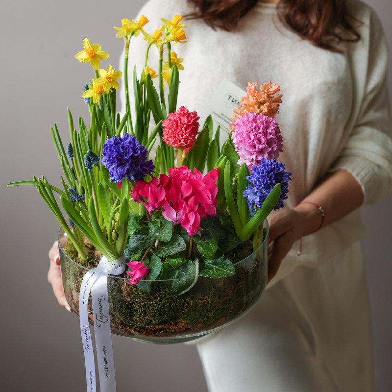 Весенний садик в большой Лоле с первоцветами и цикламеном в стекле в бутонах