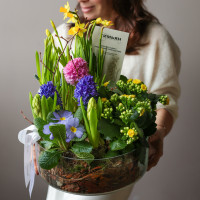 Весенний садик Большая Лола с гиацинтами, каланхоэ и первоцветами в стекле в бутонах, d=28 см