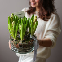 2 шт, Весенний ароматный моно-садик с гиацинтами В БУТОНАХ, в стекле, d=18 см