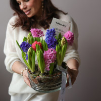 2 шт, Весенний ароматный моно-садик с гиацинтами В БУТОНАХ, в стекле, d=18 см