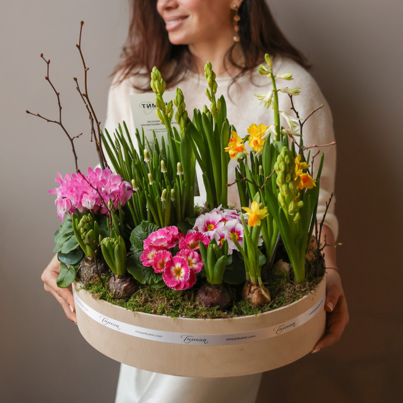 Весенний садик в деревянном кашпо с первоцветами (цвета разные) в среднем овале 40х30 см