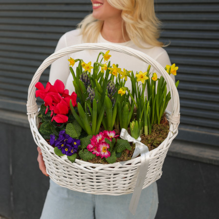 Весенний садик с нарциссами, цикламенами, гиацинтами и примулой в корзине