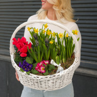 Весенний садик с нарциссами, цикламенами, гиацинтами и примулой в корзине