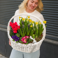 Весенний садик с нарциссами, цикламенами, гиацинтами и примулой в корзине