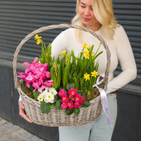 Весенний садик с нарциссами, цикламенами, гиацинтами и примулой в корзине