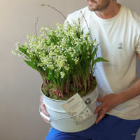 Ароматные луковичные ландыши в жестяном ведре