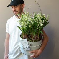 Ароматные луковичные ландыши в жестяном ведре