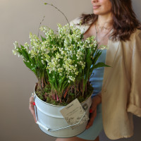 Ароматные луковичные ландыши в жестяном ведре