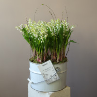 Ароматные луковичные ландыши в жестяном ведре