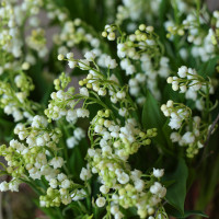 Композиция в кашпо с ароматными ландышами, белыми цикламенами и примулой