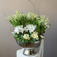 Композиция в кашпо с ароматными ландышами, белыми цикламенами и примулой