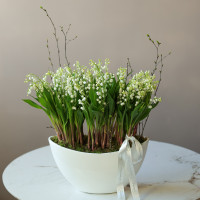 Ароматные луковичные ландыши в белолм дизайнерском кашпо