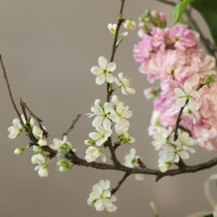 Высокая композиция с ранункулюсами, маттиолой и пионовидными тюльпанами