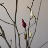 Ветки магнолии в вазе