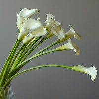 Каллы в вазе