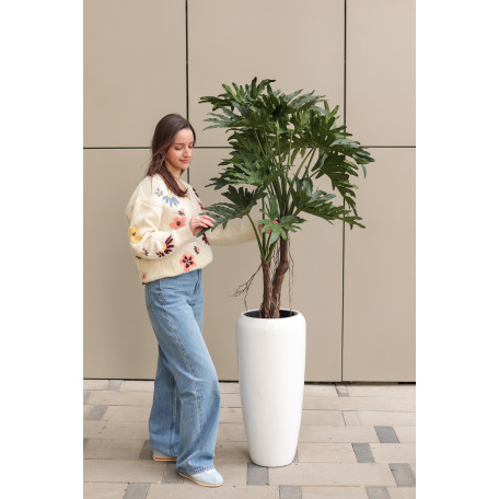 Филодендрон Селлов высоком кашпо