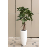 Филодендрон Селлов высоком кашпо