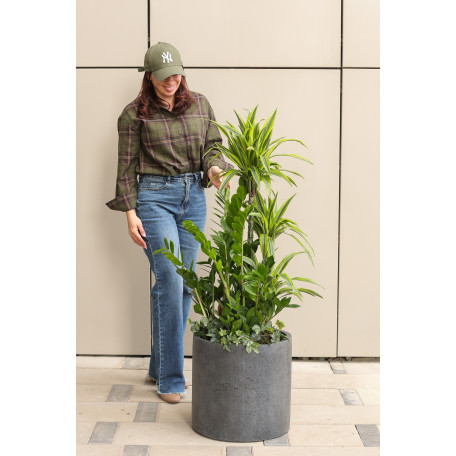 Сет экзотических растений в бетонном кашпо 