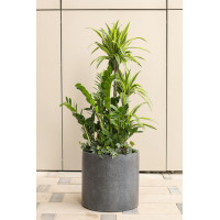 Сет экзотических растений в бетонном кашпо 