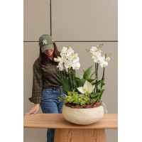 Орхидеи в бетонном кашпо