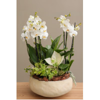 Орхидеи в бетонном кашпо