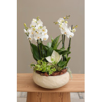 Орхидеи в бетонном кашпо