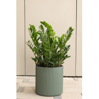 Замиокулькас в дизайнерском граненом кашпо 