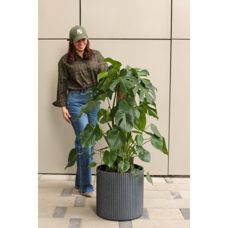 Монстера в дизайнерском граненом кашпо