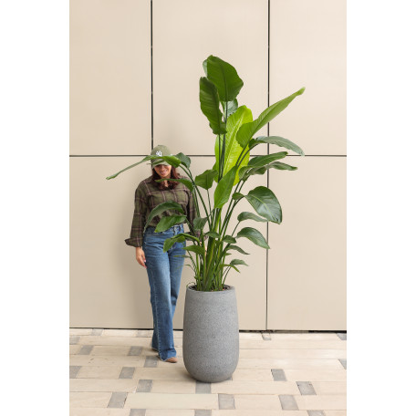 Высокая стрелиция Николая в бетонном кашпо