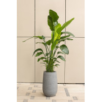 Высокая стрелиция Николая в бетонном кашпо