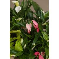 Спатифиллум  и Антуриум в бетонном горшке