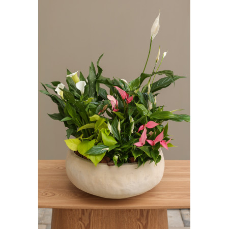Фитосад с миксом комнатных растений Спатифиллум, Антуриум в керамика боуле