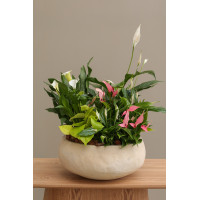 Спатифиллум  и Антуриум в бетонном горшке