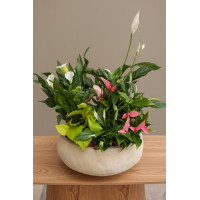 Спатифиллум  и Антуриум в бетонном горшке