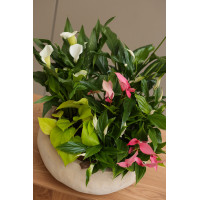 Спатифиллум  и Антуриум в бетонном горшке