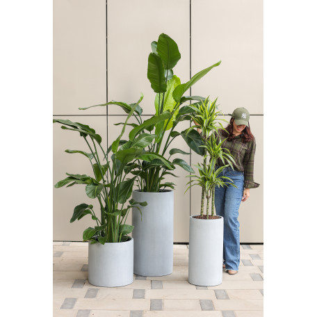 Сет комнатных растений в бетонных кашпо-цилиндрах, 3 шт