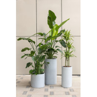Сет комнатных растений в бетонных кашпо-цилиндрах, 3 шт