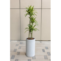 Высокая драцена в дизайнерском кашпо-цилиндре