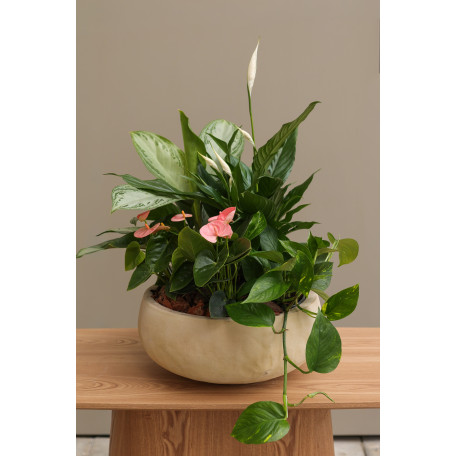 Композиция растений из Спатифиллума и Антуриума