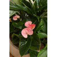 Композиция растений из Спатифиллума и Антуриума