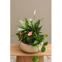 Композиция растений из Спатифиллума и Антуриума