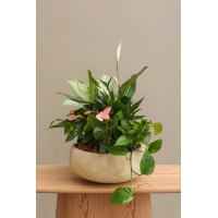 Композиция растений из Спатифиллума и Антуриума