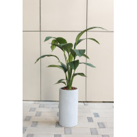 Спатифиллум в дизайнерском кашпо-цилиндре