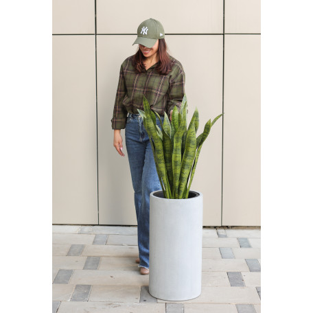 Сансевиерия в дизайнерском кашпо-цилиндре