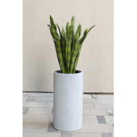 Сансевиерия в дизайнерском кашпо-цилиндре