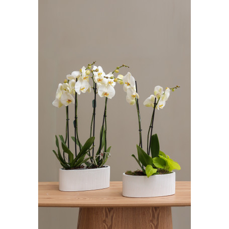 Композиция из Орхидей в дизайнерских кашпо