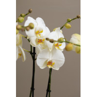 Композиция из Орхидей в дизайнерских кашпо