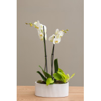 Композиция из Орхидей в дизайнерских кашпо