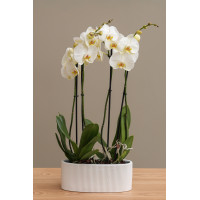 Композиция из Орхидей в дизайнерских кашпо